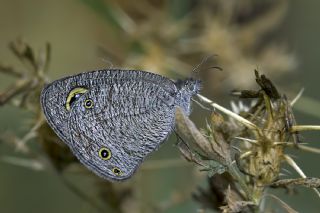 Karag�z&nbsp;(Ypthima&nbsp;asterope)   Mehmet �elik