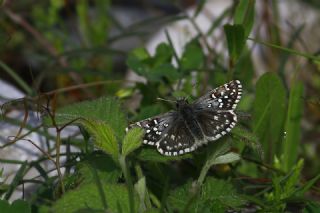 Ege Z�pz�p�&nbsp;(Pyrgus&nbsp;melotis)   Mehmet �elik