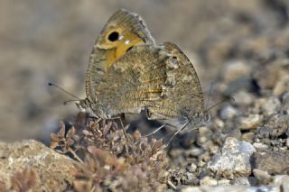 Levantin Yalanc�cad�s�&nbsp;(Pseudochazara&nbsp;pelopea)   Mehmet �elik