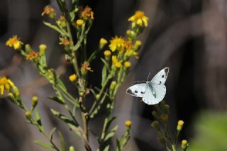 Yalanc Beyazmelek (Pieris pseudorapae)   Mehmet elik
