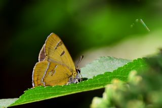 Hu� G�zeli&nbsp;(Thecla&nbsp;betulae)   Mehmet �elik