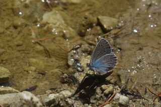 �okg�zl� Rus Mavisi&nbsp;(Polyommatus&nbsp;coelestina)   Mehmet �elik