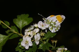 Turuncu S�sl�&nbsp;(Anthocharis&nbsp;cardamines)   Mehmet �elik