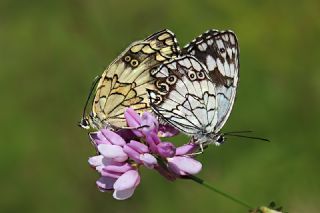 Kara Melike&nbsp;(Melanargia&nbsp;syriaca)   Mehmet �elik