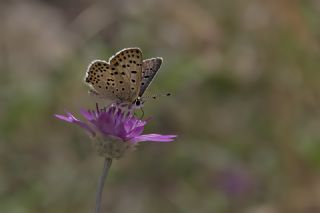 sli Bakr Gzeli (Lycaena tityrus)   Mehmet elik