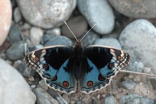 Dicle Gzeli (Junonia orithya)   Mehmet elik