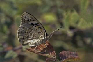 Dicle Gzeli (Junonia orithya)   Mehmet elik