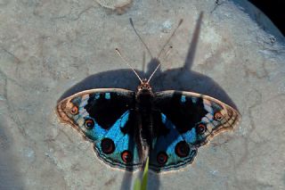 Dicle G�zeli&nbsp;(Junonia&nbsp;orithya)   Mehmet �elik