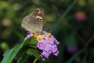 Dicle Gzeli (Junonia orithya)   Mehmet elik