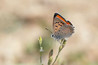 Da Atei (Lycaena thetis)   Mehmet elik