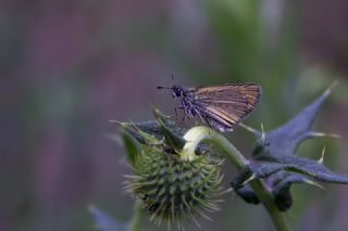 Sar Antenli Zpzp (Thymelicus sylvestris)   Mehmet elik