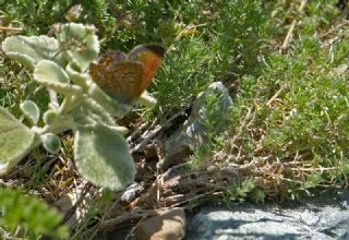 �okg�zl� Orman Esmeri&nbsp;(Aricia&nbsp;artaxerxes)   Mehmet �elik