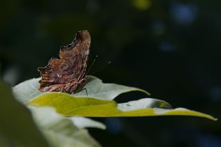 Yrtk Prtk (Polygonia c-album)   Mehmet elik