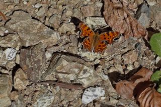 Yrtk Prtk (Polygonia c-album)   Mehmet elik