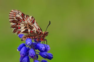 Gney Fistosu (Zerynthia polyxena)   Halil Uysal
