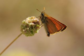Sar Antenli Zpzp (Thymelicus sylvestris)   Yavuz Erolu