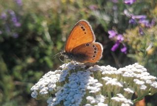 Rus Z�pz�p Perisi&nbsp;(Coenonympha&nbsp;leander)   Yavuz Ero�lu