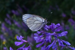 Al�� Beyaz�&nbsp;(Aporia&nbsp;crataegi)   Yavuz Ero�lu