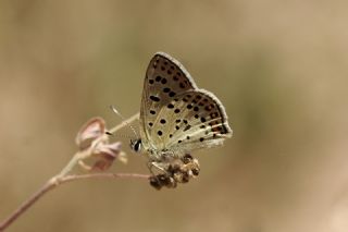 sli Bakr Gzeli (Lycaena tityrus)   Yavuz Erolu