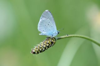 Minik Kupid (Cupido minimus)   Yavuz Erolu