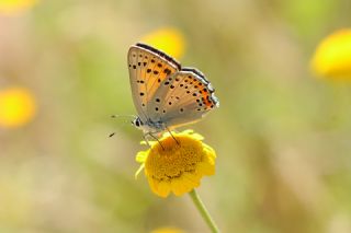 Byk Mor Bakr Gzeli (Lycaena alciphron)   Yavuz Erolu