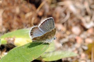 okgzl Balkan Mavisi (Aricia anteros )   Yavuz Erolu