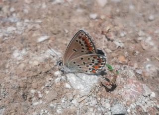 Do�ulu Esmerg�z&nbsp;(Plebejus&nbsp;carmon)   Yavuz Ero�lu