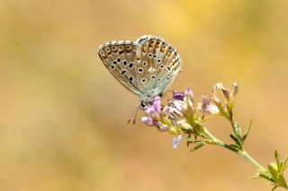 okgzl Gk Mavisi (Polyommatus bellargus)   Yavuz Erolu