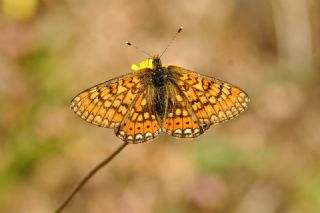 Nazuum (Euphydryas aurinia)   Yavuz Erolu