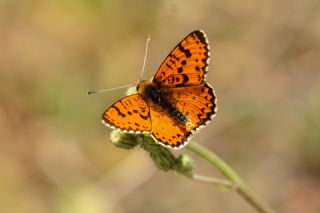 Benekli parhan (Melitaea didyma)   Yavuz Erolu