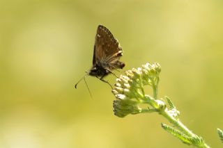 Pasl Zpzp (Erynnis tages)   Yavuz Erolu