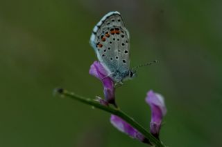 Himalaya Mavisi (Pseudophilotes vicrama)   Yavuz Erolu