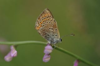 ? Tanmsz Tr (n/a NA)   Yavuz Erolu