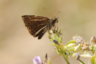 Pasl Zpzp (Erynnis tages)   Yavuz Erolu