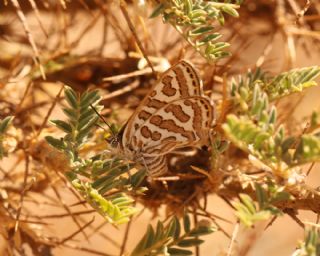 �eytanc�k&nbsp;(Cigaritis&nbsp;acamas)   S�leyman Cebecio�lu