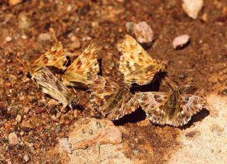 T�yl� Z�pz�p&nbsp;(Carcharodus&nbsp;flocciferus)   S�leyman Cebecio�lu