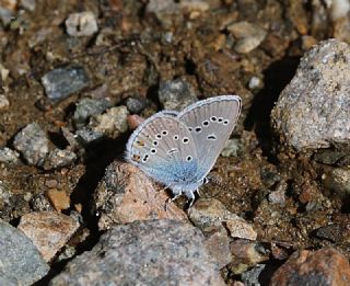 Çokgözlü Güzel Mavi (Polyommatus bellis)   Süleyman Cebecioğlu
