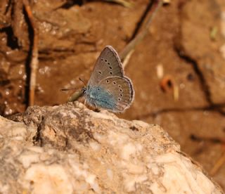 �okg�zl� Diana Mavisi&nbsp;(Polyommatus&nbsp;diana)   S�leyman Cebecio�lu