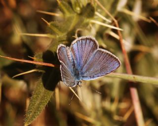�okg�zl� Kunchuy Mavisi&nbsp;(Polyommatus&nbsp;schuriani)   S�leyman Cebecio�lu