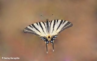 Erik Krlangkuyruk (Iphiclides podalirius)   Serta Karaglle