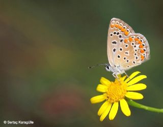 okgzl Mavi (Polyommatus icarus)   Serta Karaglle