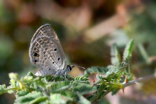 Akdeniz M�cevher Kelebe�i&nbsp;(Chilades&nbsp;galba)   Hulusi Tezcan
