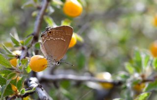 �ranl� Sevbeni&nbsp;(Satyrium&nbsp;marcidum)   Hulusi Tezcan