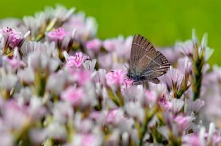 G�zel Sevbeni&nbsp;(Satyrium&nbsp;spini)   Hulusi Tezcan