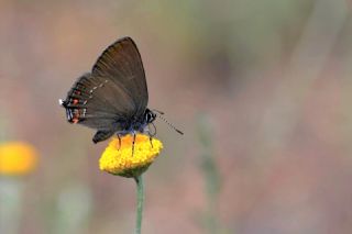 Byk Sevbeni (Satyrium ilicis)   Hulusi Tezcan