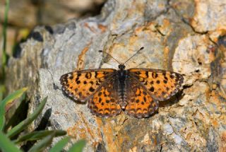 G�zel �parhan&nbsp;(Melitaea&nbsp;trivia)   Hulusi Tezcan