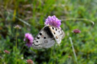 Apollo&nbsp;(Parnassius&nbsp;apollo)   Hulusi Tezcan