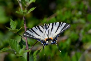 Erik Krlangkuyruk (Iphiclides podalirius)   Hulusi Tezcan