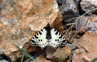 Step Fistosu&nbsp;(Zerynthia&nbsp;deyrollei)   Hulusi Tezcan