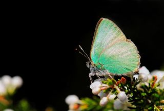 Zmrt (Callophrys rubi)   Hulusi Tezcan